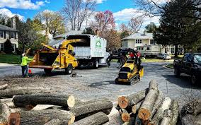 Best Fruit Tree Pruning  in Benavides, TX