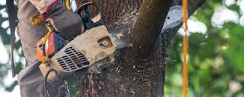 How Our Tree Care Process Works  in  Benavides, TX