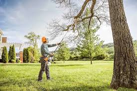 Best Tree Cabling and Bracing  in Benavides, TX