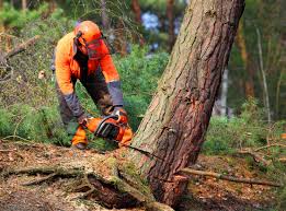 Best Tree Maintenance Programs  in Benavides, TX