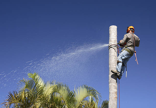 Lawn Watering Services in Benavides, TX