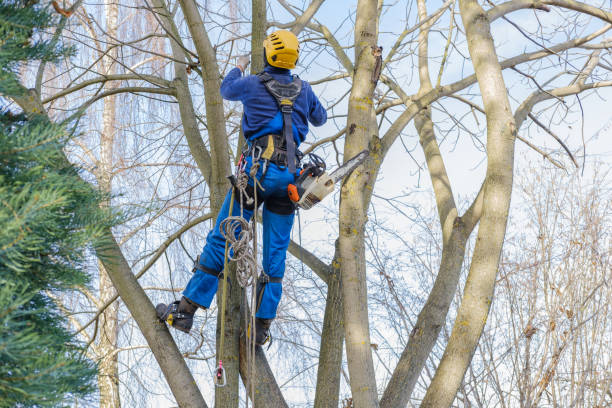 Best Hedge Trimming  in Benavides, TX