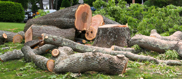 Best Tree Disease Treatment  in Benavides, TX