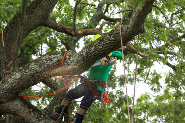 Best Storm Damage Tree Cleanup  in Benavides, TX