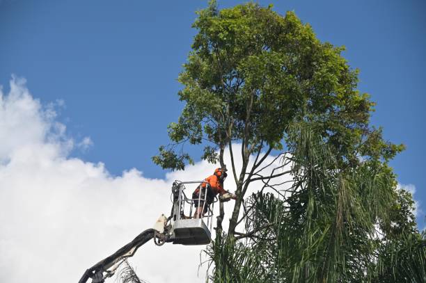 Best Tree Trimming and Pruning  in Benavides, TX