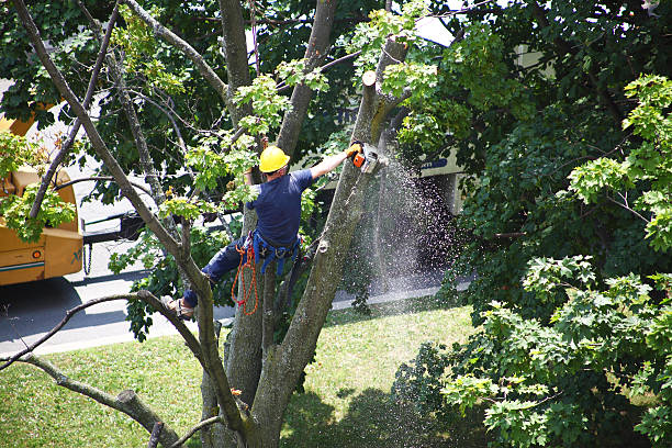 Best Tree Removal Service  in Benavides, TX