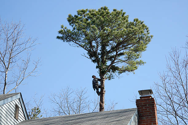 Best Hazardous Tree Removal  in Benavides, TX